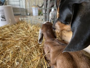 My dog, Maple May, gently sneaking a sniff of a newborn Nubian. Maple knows all about Nubians.