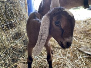 A goofy newborn nubian goat. There is a weirdness about Nubians with their big eyes.