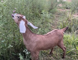 LJ Ledford Nubies Barley as a kid gracefully eating clover. There is a grace about Nubians.