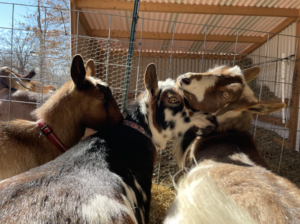 3 Nigerian Dwarf goats being affectionate