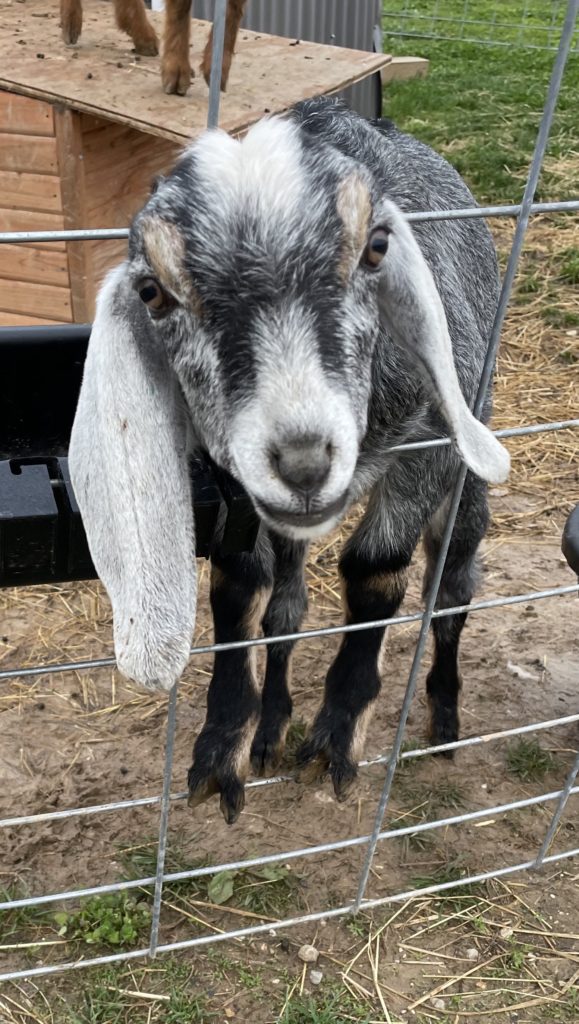 State Line Indigo Roans as a goat kid