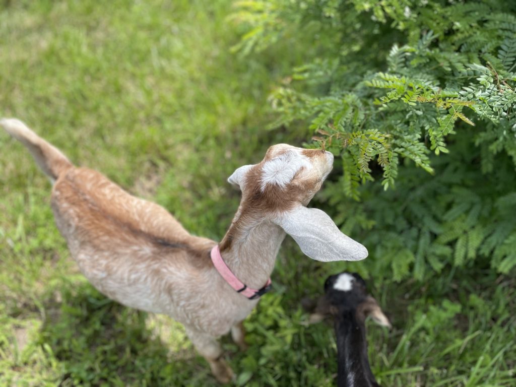State Line Peachy keen goat eating leaves