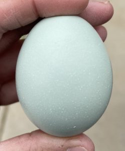 example of a hatching egg