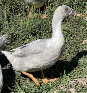 Possible bird to get out of the mixed breed duck hatching eggs