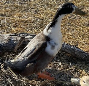 male duck mix