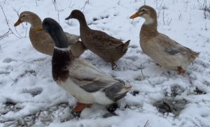 Saxony adult ducks