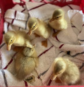 Saxony Ducklings from R Corner Ranch