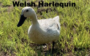 Welsh Harlequin hen