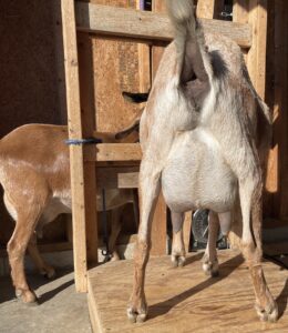 FF Mini Nubians