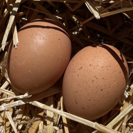 Barnevelder eggs