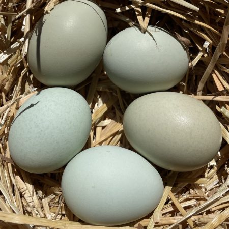 Lav Amer eggs